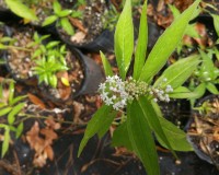 asclepias perennis 11.jpg